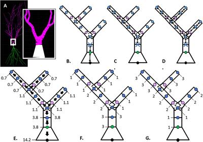 Prediction of Neural Diameter From Morphology to Enable Accurate Simulation